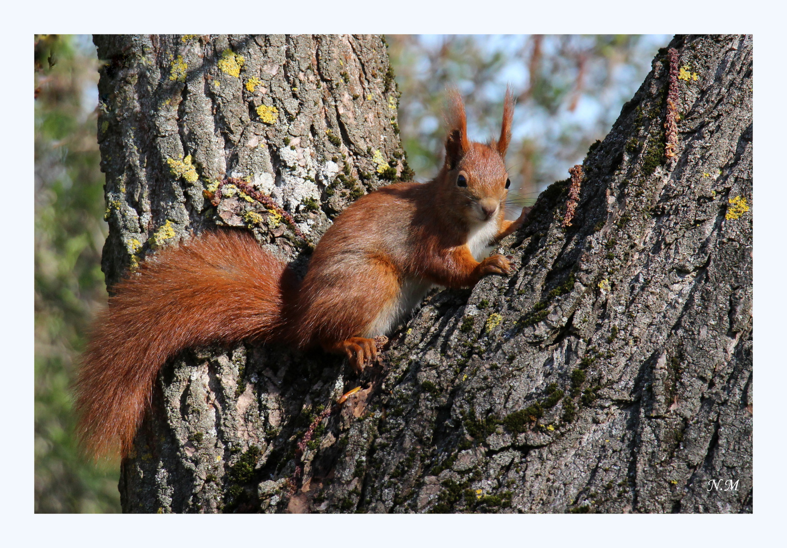 Eichhörnchen im Park