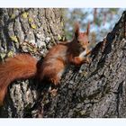 Eichhörnchen im Park