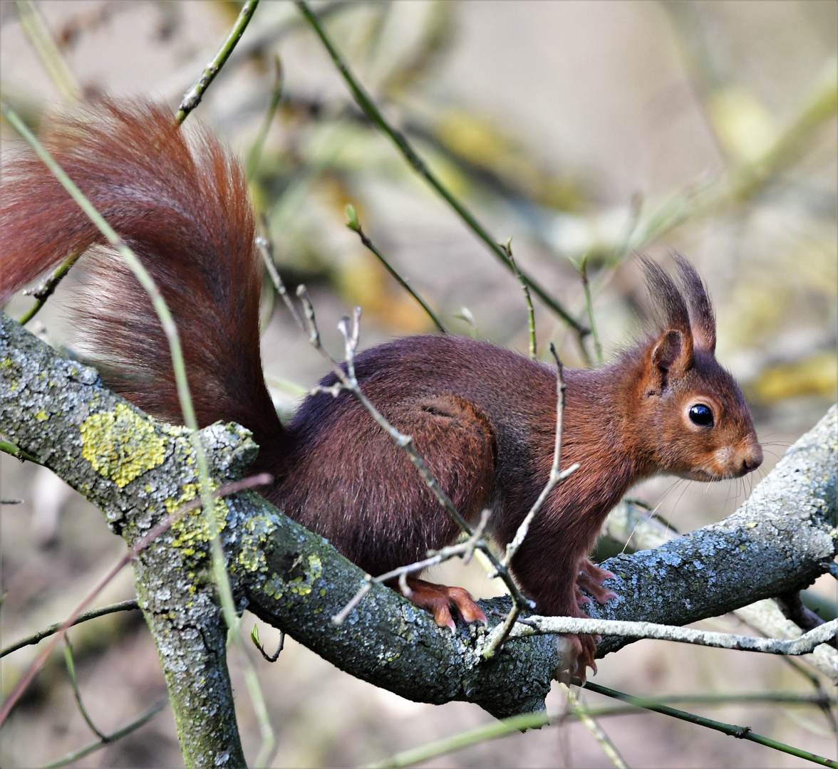 Eichhörnchen im Park