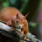 Eichhörnchen im Park