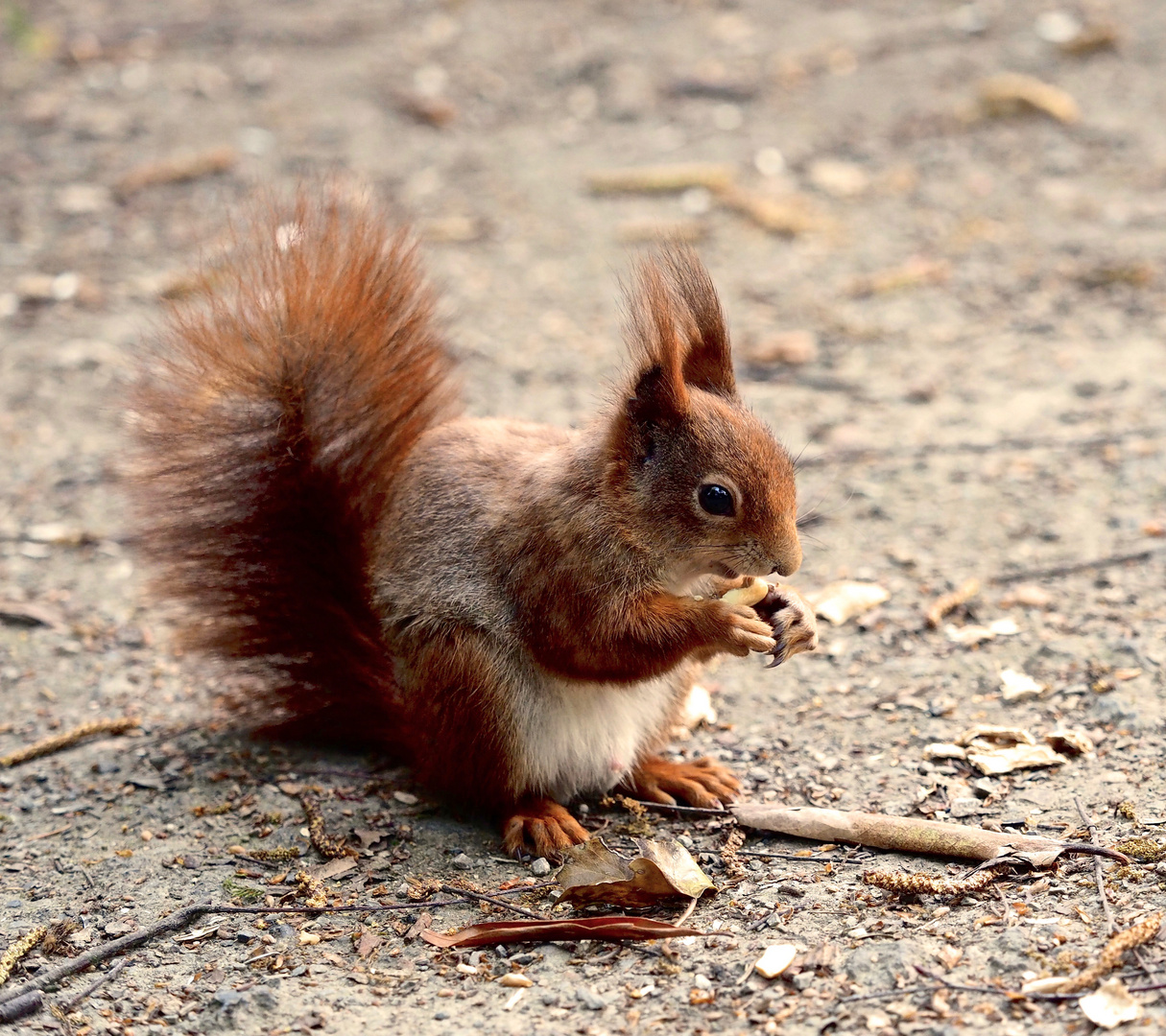 Eichhörnchen im Park