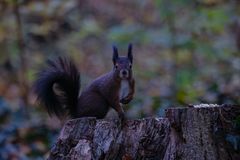 Eichhörnchen im Park