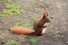 Eichhörnchen im Park