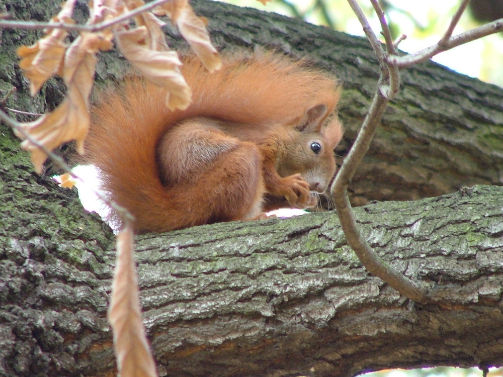 Eichhörnchen im Park