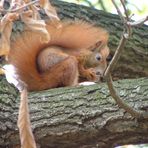 Eichhörnchen im Park