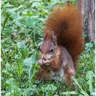 Eichhörnchen im Park