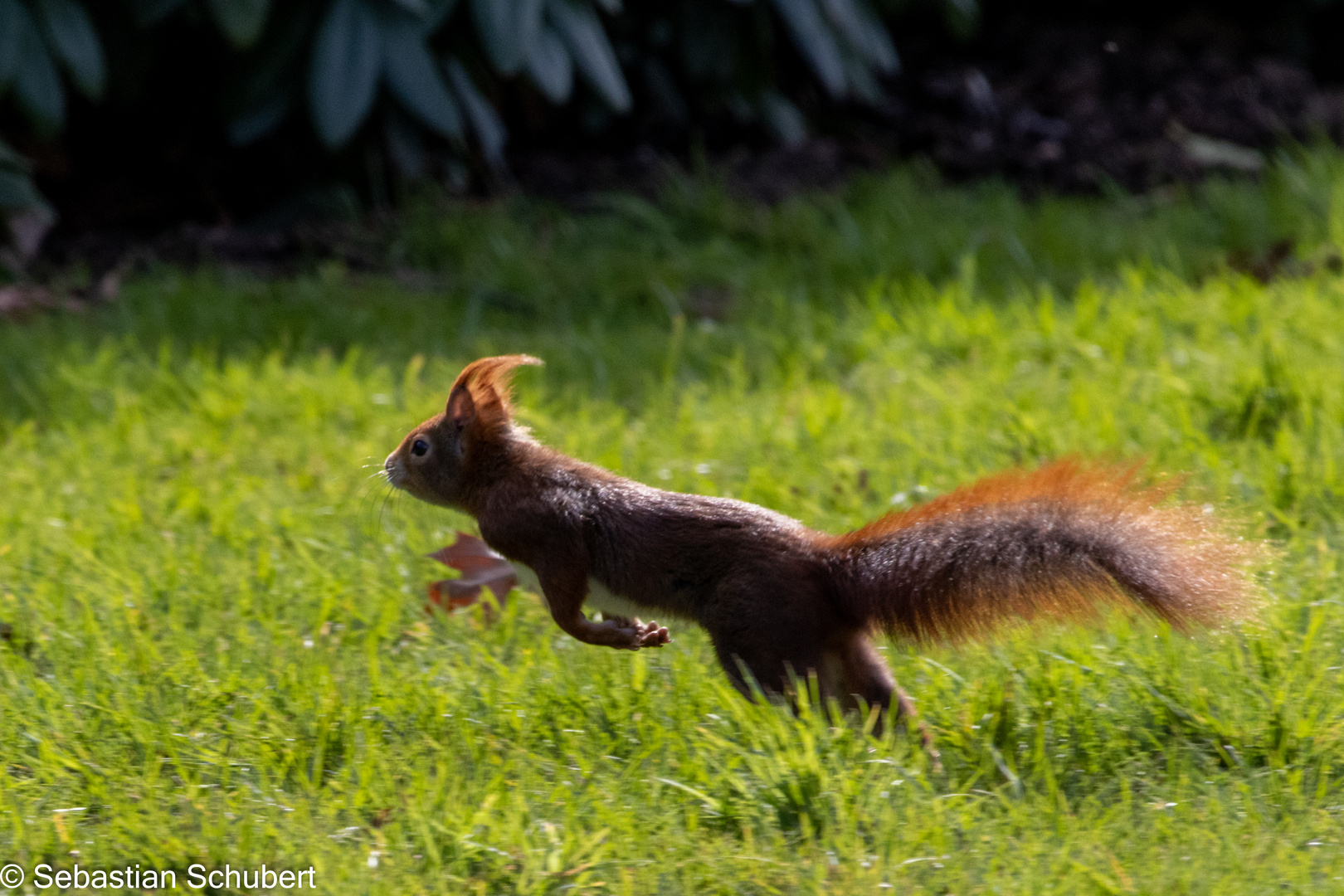 Eichhörnchen im Park