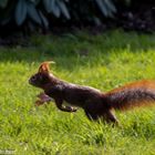 Eichhörnchen im Park