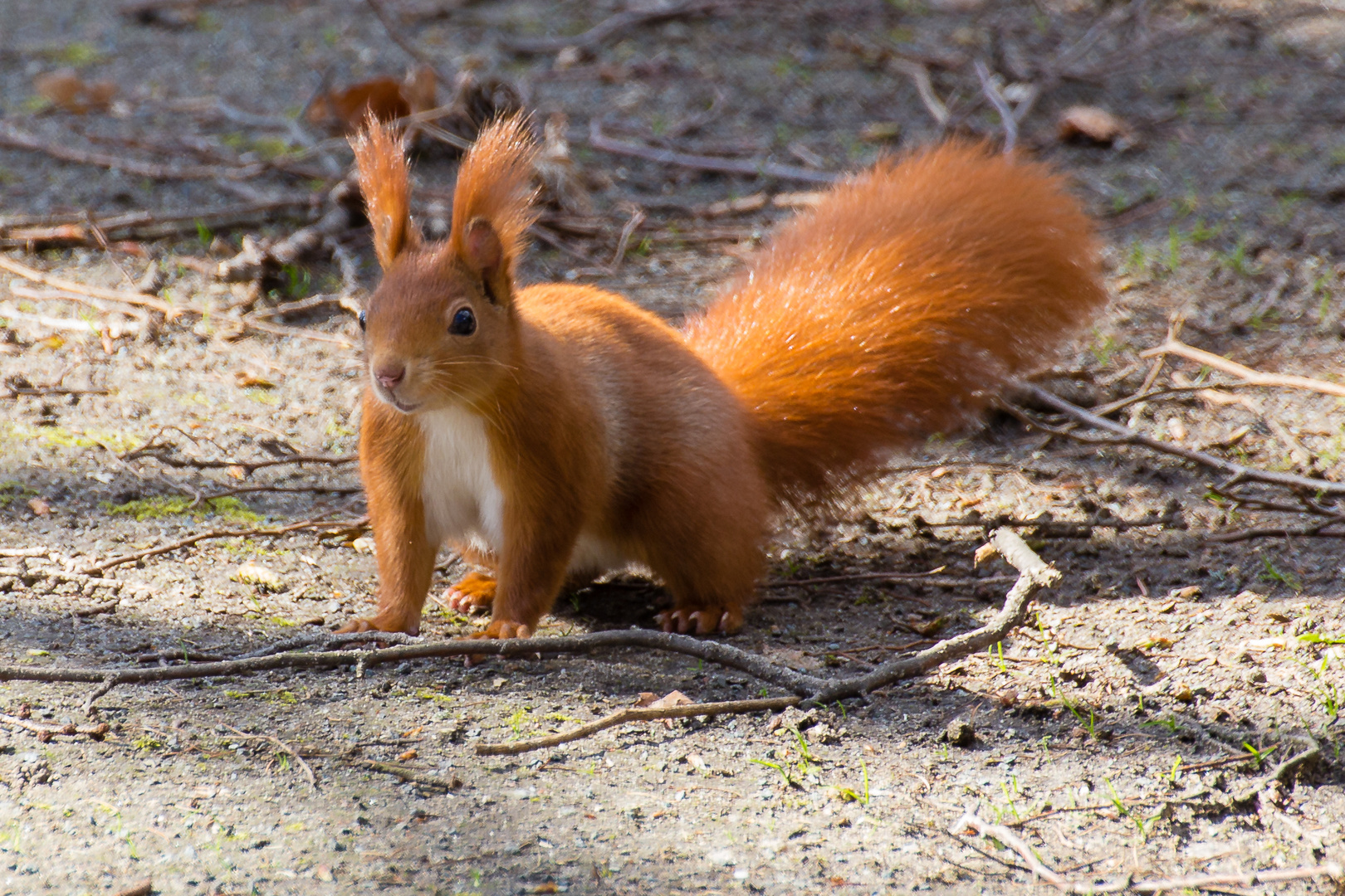 Eichhörnchen im Park