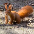 Eichhörnchen im Park