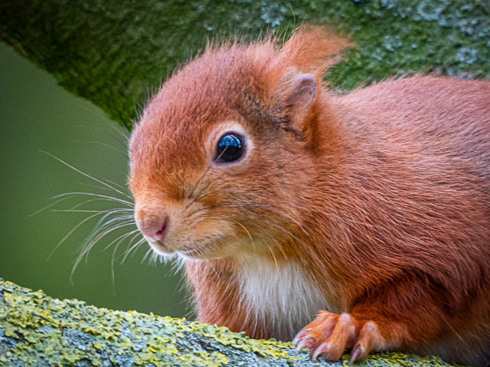 Eichhörnchen im Park