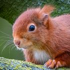 Eichhörnchen im Park