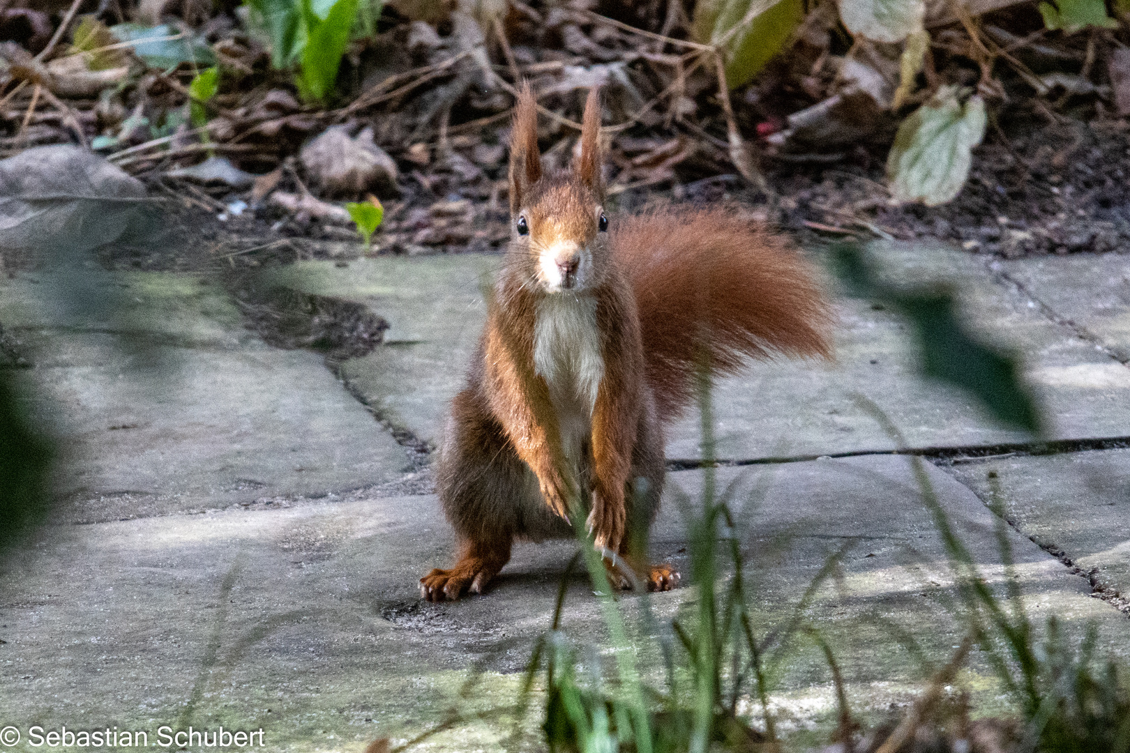 Eichhörnchen im Park