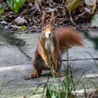 Eichhörnchen im Park