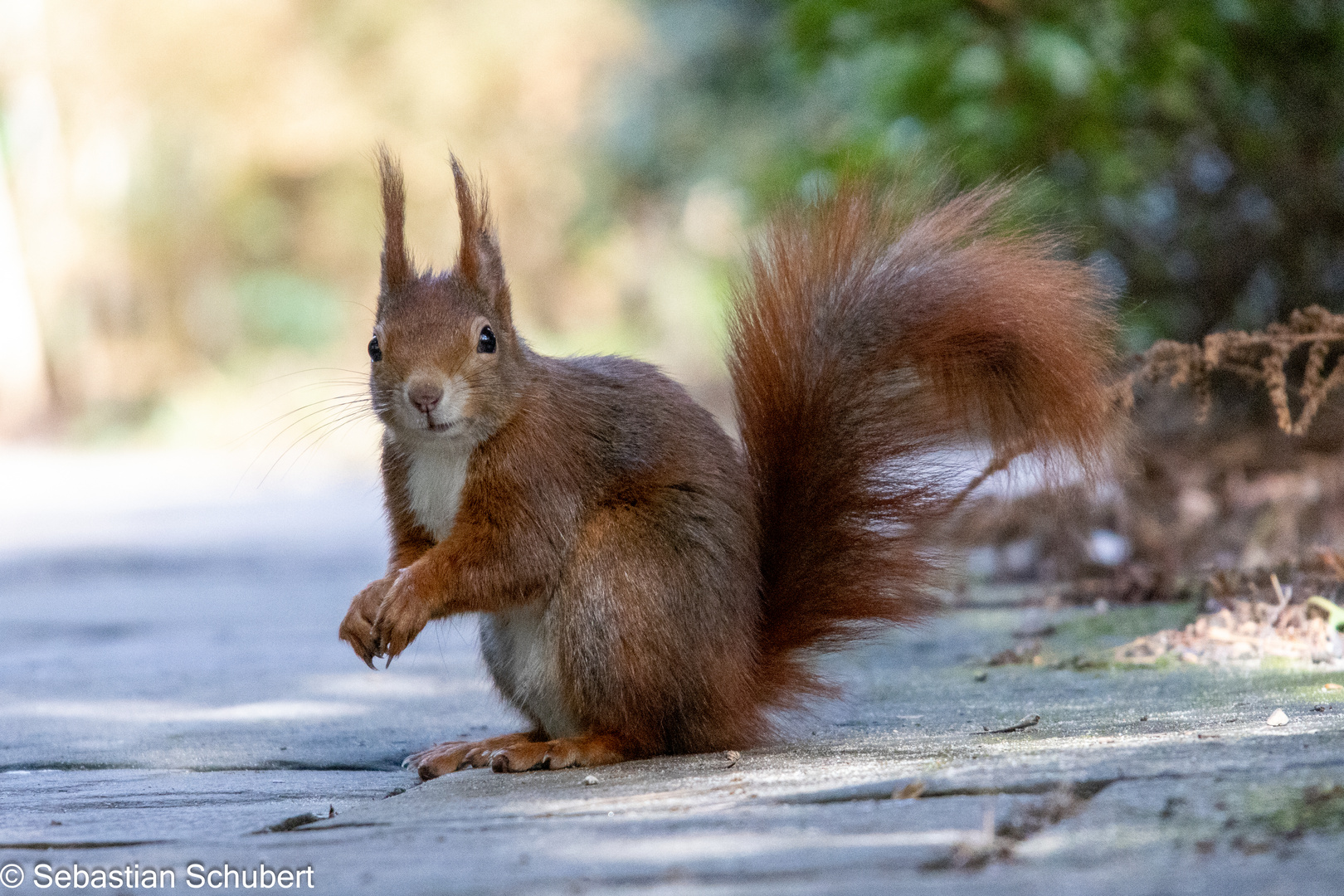 Eichhörnchen im Park