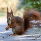 Eichhörnchen im Park