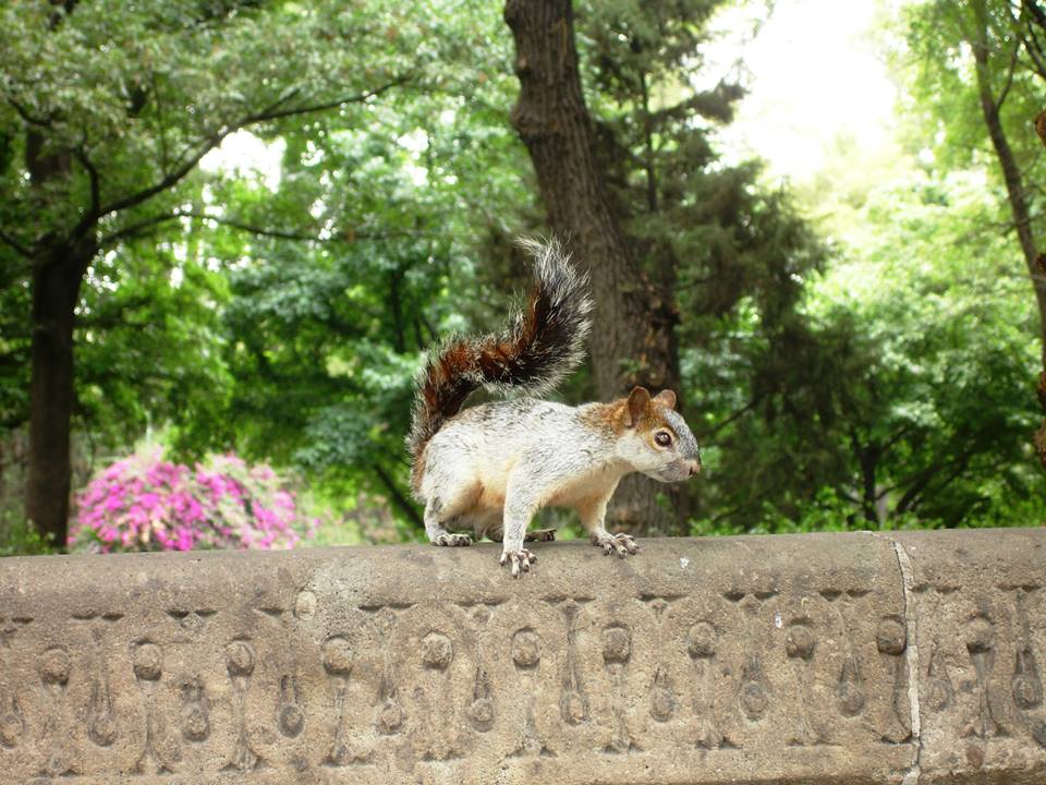 Eichhörnchen im Park von Chapultepec Mexico City