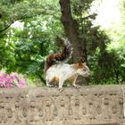 Eichhörnchen im Park von Chapultepec Mexico City