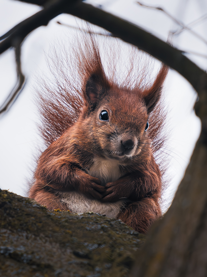 Eichhörnchen im Porträt