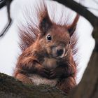 Eichhörnchen im Porträt