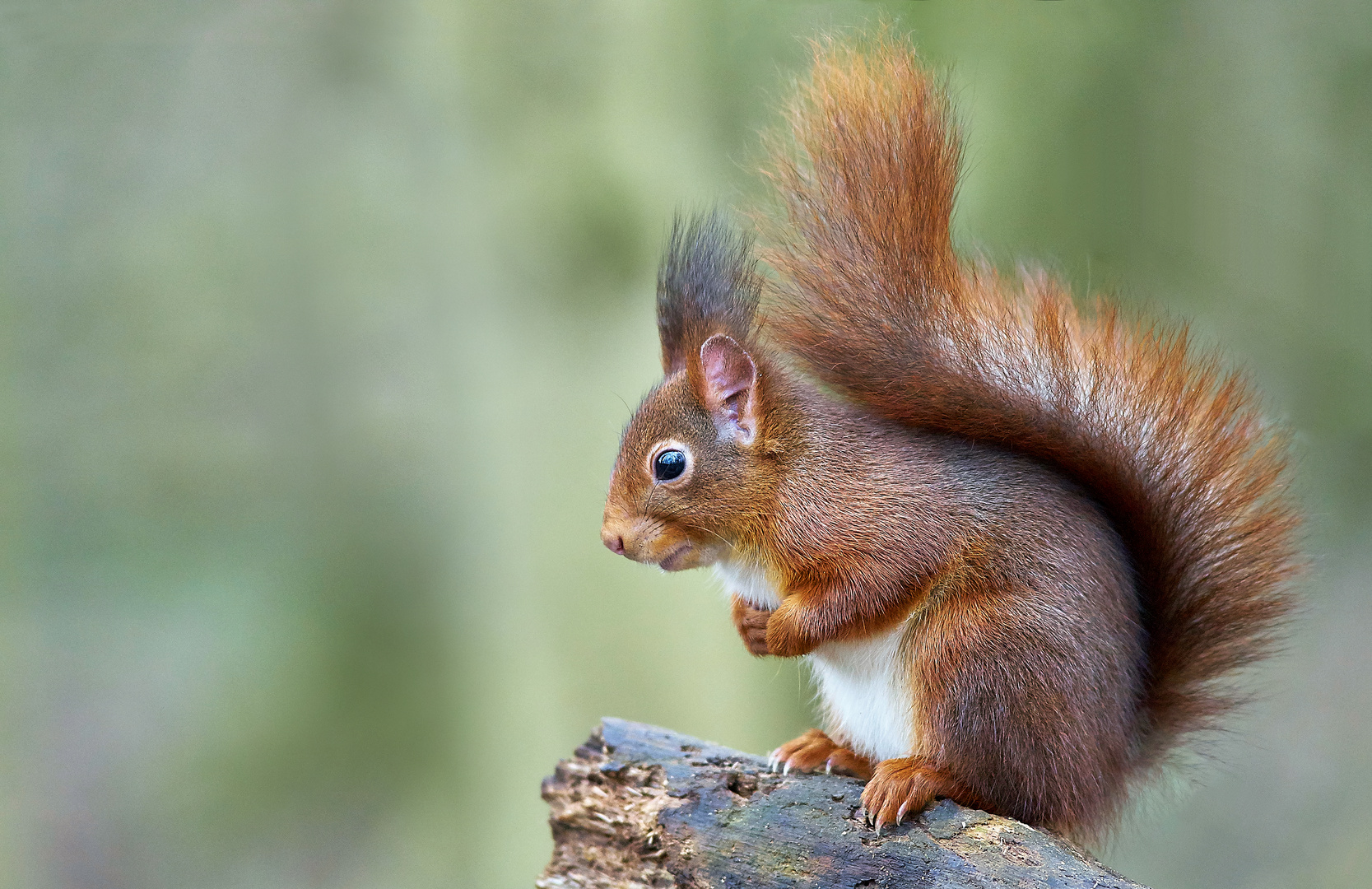 Eichhörnchen im Profil