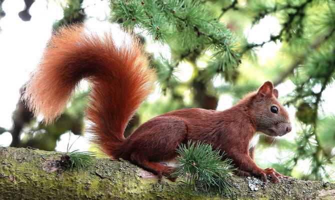 Eichhörnchen im Querverkehr ...