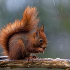 Eichhörnchen im Regen