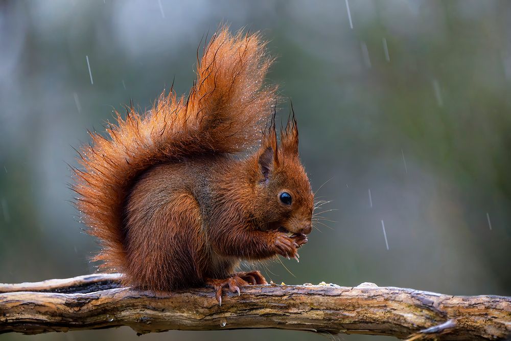 Eichhörnchen im Regen