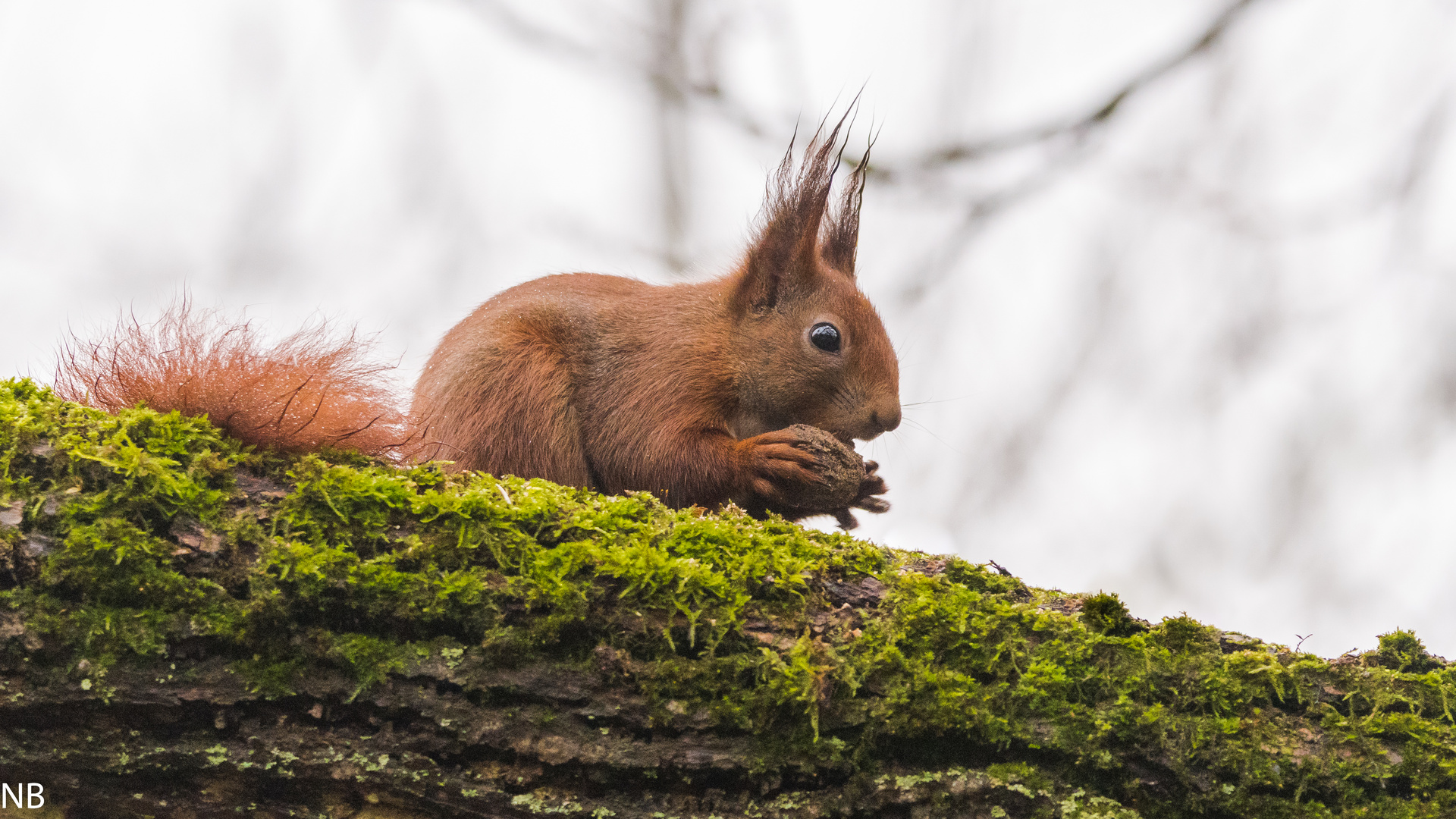 "Eichhörnchen im Regen 2024"