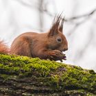 "Eichhörnchen im Regen 2024"