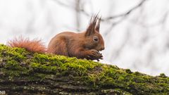 "Eichhörnchen im Regen 2024"