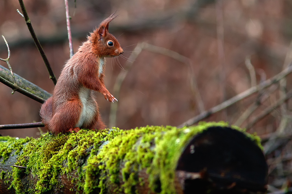 Eichhörnchen im Regen