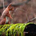 Eichhörnchen im Regen