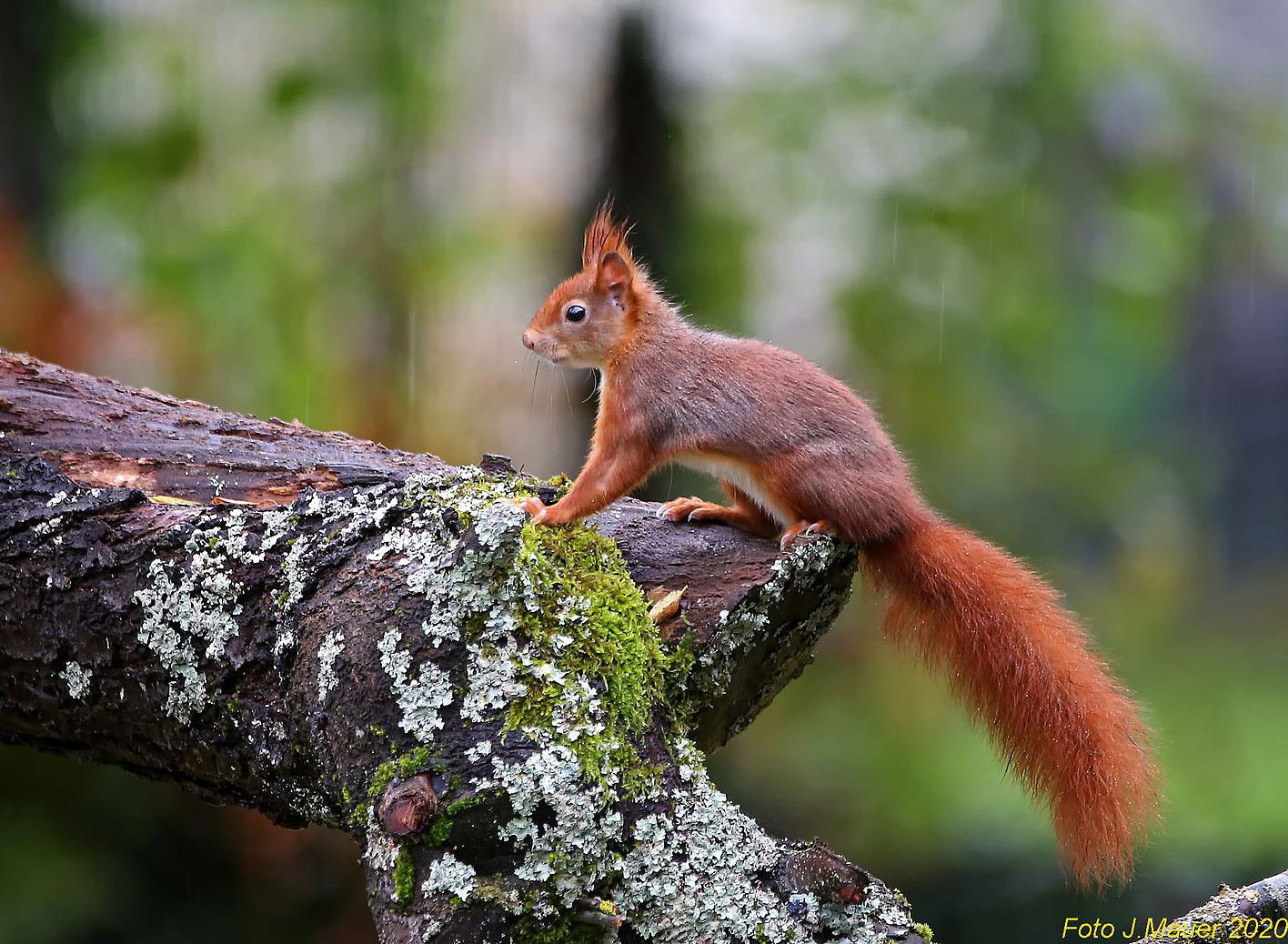 Eichhörnchen im Regen