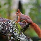 Eichhörnchen im Regen