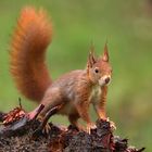 Eichhörnchen im Regen