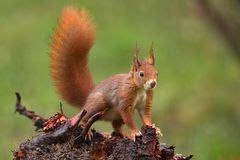 Eichhörnchen im Regen