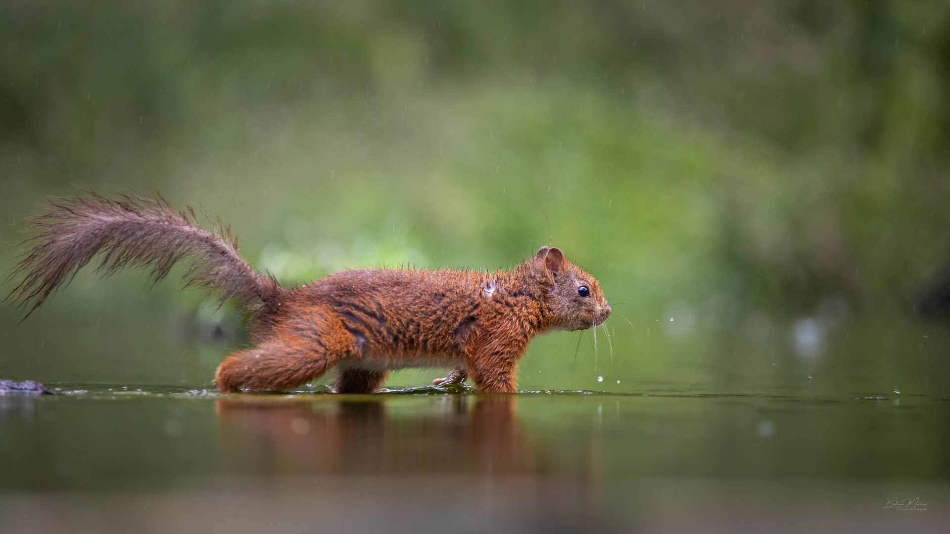 Eichhoernchen im Regen