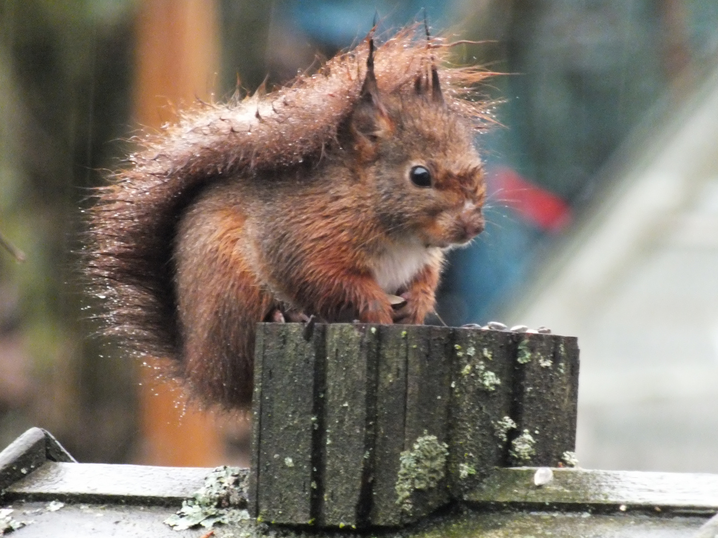 Eichhörnchen im Regen