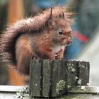 Eichhörnchen im Regen