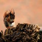 Eichhörnchen im Regen