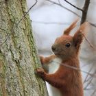 Eichhörnchen im Regen