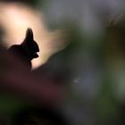 Eichhörnchen im Rhododendron (Silhouette)