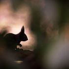 Eichhörnchen im Rhododendron (Silhouette)