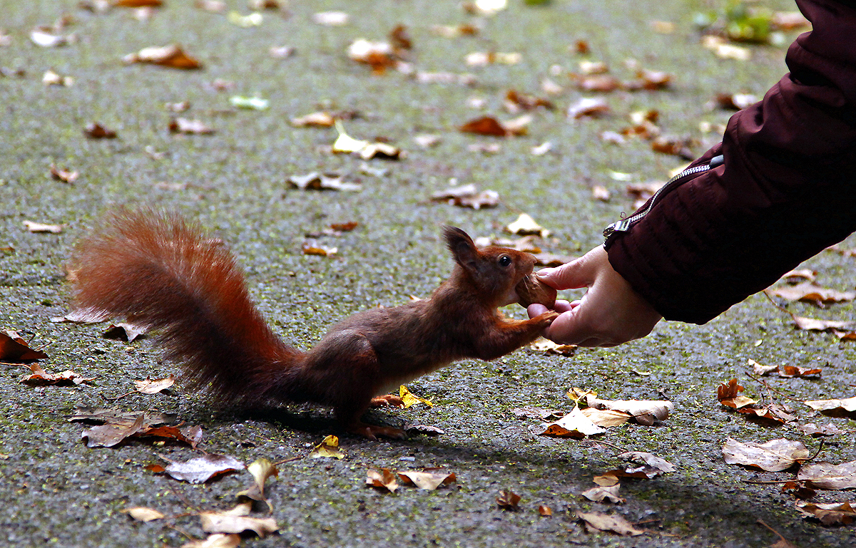 Eichhörnchen im Rombergpark