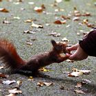 Eichhörnchen im Rombergpark