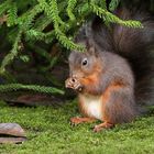 Eichhörnchen im Rombergpark Dortmund