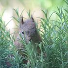 eichhörnchen im Rosmarin