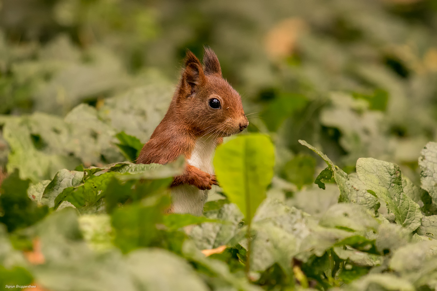 Eichhörnchen im "Salat" ;-)