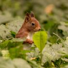 Eichhörnchen im "Salat" ;-)